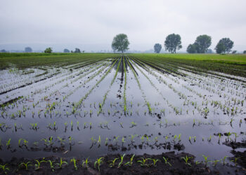 ARRIVANO I RIMBORSI PER LE IMPRESE AGRICOLE DANNEGGIATE DAL MALTEMPO