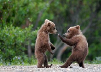 I CUCCIOLI DI AMARENA STANNO BENE E NON SARANNO CATTURATI