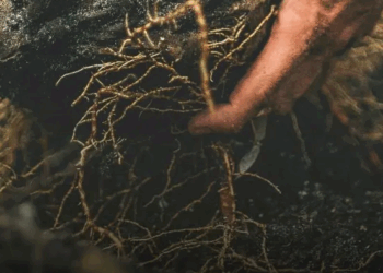 FADOI E CARABINIERI RAGGRUPPAMENTO BIODIVERSITA’ PRESENTANO IL PROGETTO NAZIONALE “UN ALBERO PER LA SALUTE”