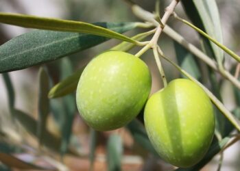 IL PUNTO SULLA SITUAZIONE OLEARIA A ISERNIA