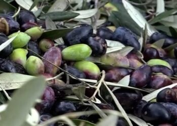 OLIO D’OLIVA E SALUTE