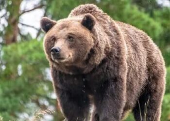 TROPPI CURIOSI FILMANO GLI ORSI IN AMORE: PNALM CHIUDE IL SENTIERO F10