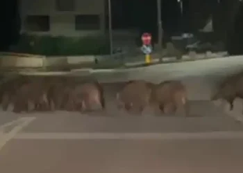 AVVISTATI CINGHIALI A CAMPOBASSO