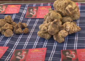 SAN PIETRO AVELLANA. LA MOSTRA “TARTUFO BIANCO 2024” TRA GRANDI CONSENSI E SPERANZE PER IL FUTURO