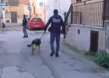 BLITZ ANTIDROGA: SMANTELLATA RETE DI SPACCIO ATTIVA TRA PUGLIA E MOLISE