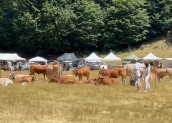 FESTA DEL PASTORE, FESTA DEL MOLISE