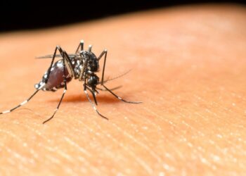 VIRUS DEL WEST NILE: ALZATO IL LIVELLO DI ATTENZIONE ANCHE IN MOLISE