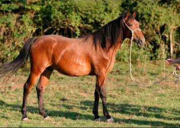 CAVALLO PENTRO ASSENTE ALLA FIERA DI VERONA