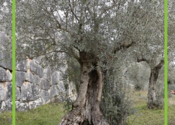 IL TESORO MILLENARIO DI VENAFRO SI CANDIDA AL PREMIO NAZIONALE DEL PAESAGGIO