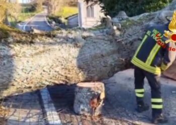 GROSSO ALBERO CADE SULLA STRADA: INTERVENGONO I VIGILI DEL FUOCO