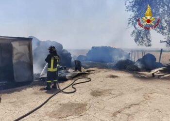 DUE INCENDI IN BASSO MOLISE: SALVI GLI ANIMALI, IN FUMO 4 ETTARI DI VEGETAZIONE