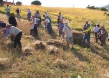 IL GRANO COME SI TREBBIAVA UNA VOLTA