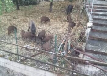 CAMPOBASSO, BRANCO DI CINGHIALI A POCHI METRI DALLE CASE