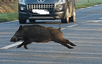 SCONTRO TRA AUTO E CINGHIALE SUL FONDOVALLE SINARCA