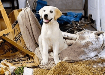 CANI ABBANDONATI IN UN APPARTAMENTO PER SETTIMANE: LIBERATI DOPO SEGNALAZIONE