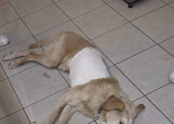 CAMPOBASSO, CANE AGGREDITO DA UN BRANCO DI CINGHIALI
