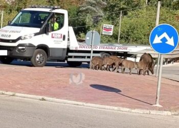 CAMPOBASSO, AVVISTATO UN BRANCO DI CINGHIALI IN CITTA’