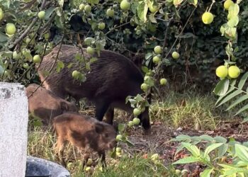 CAMPOBASSO, CINGHIALI AVVISTATI NEL GIARDINO DLL’ASILO SULLA COLLINA MONFORTE