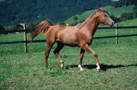 EQUITAZIONE, FRANCESCO D’AGNELLI CAMPIONE ITALIANO