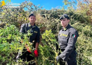 BASSO MOLISE, MAXI SEQUESTRO DI CANNABIS: 650 PIANTE SCOPERTE DALLA GUARDIA DI FINANZA