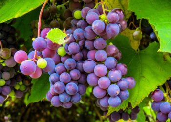 A RICCIA…UNA FESTA DA BERE