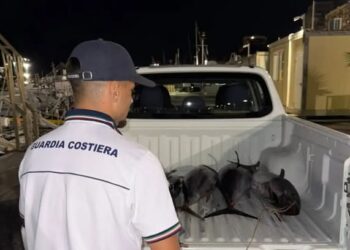 CONTROLLI SULLA FILIERA ITTICA A TERMOLI: 123 CHILI DI PESCE SEQUESTRATI
