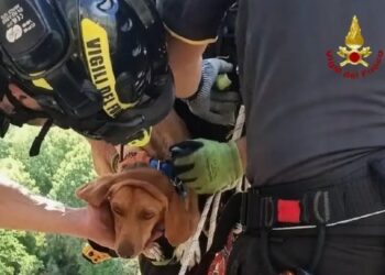 TUFARA, CANE BLOCCATO IN UNA ZONA IMPERVIA: SALVATO DAI VIGILI DEL FUOCO