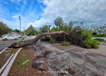 TERMOLI, ALBERO CROLLA NEL PIAZZALE DI RIO VIVO
