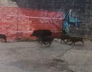CINGHIALI DAVANTI ALLA SCUOLA: GENITORI IN ALLARME