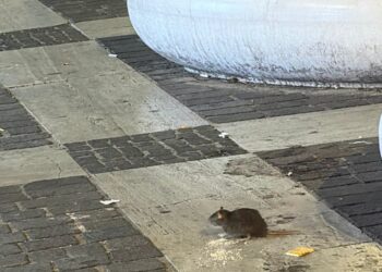 RATTO SUL CORSO DI VENAFRO